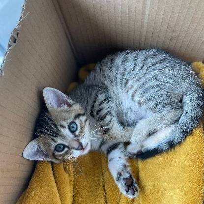 Adoption Jinshi