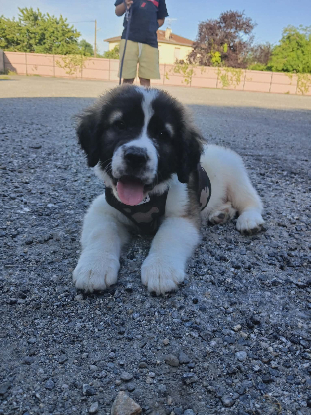 Adopter Mako