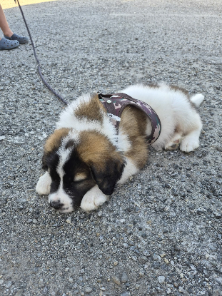 Adopter Mako