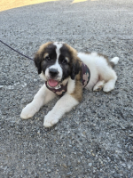 Adopter  chien : Mako