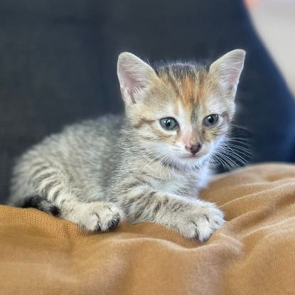 Adopter Moamoa
