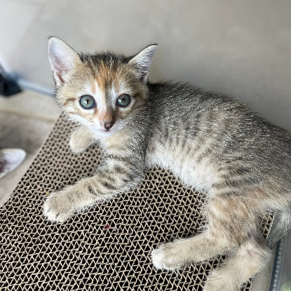 Adopter Moamoa