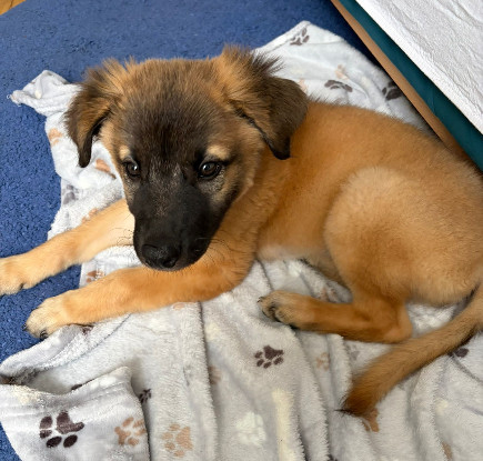 Adopter Marlow