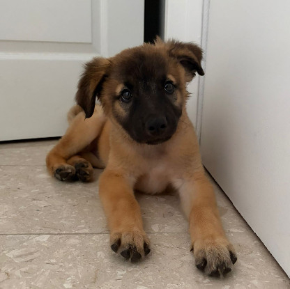 Adopter Marlow