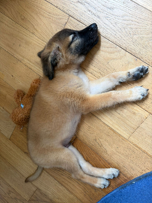 Adopter Marlow