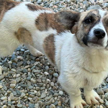 Adopter Lilly