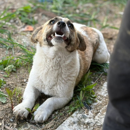 Adoption Lilly