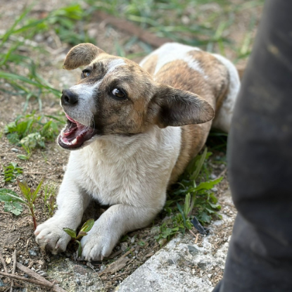 Adopter Lilly