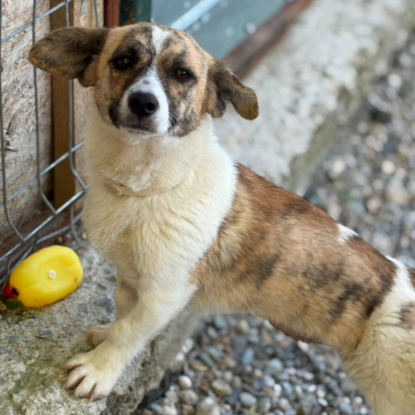 Adopter Lilly