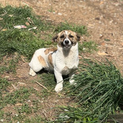 Adoption Lilly