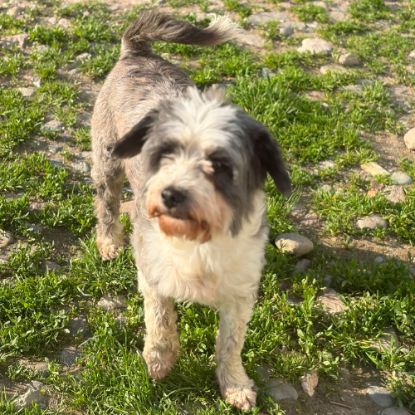 Adopter Lova & lio