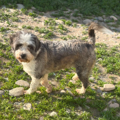 Adopter Lova & lio