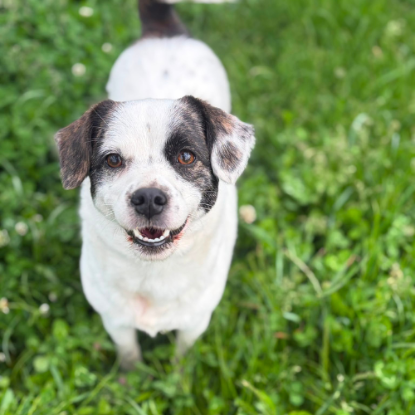 Adoption Lova & lio