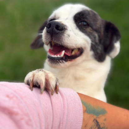 Adoption Lova & lio