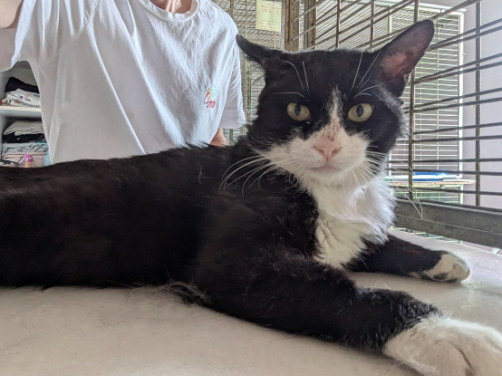 Adoption Tenor