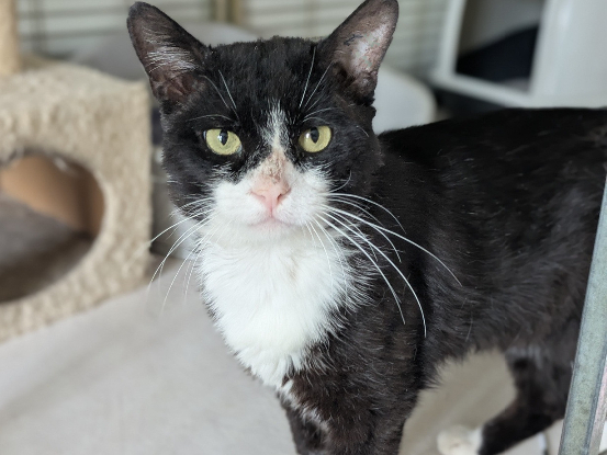 Adoption Tenor