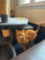 Adopter  chat : Caramel