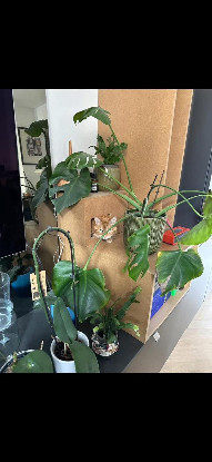 Adopter Caramel