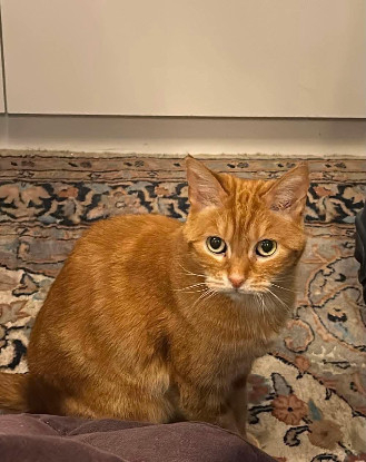 Adopter Caramel