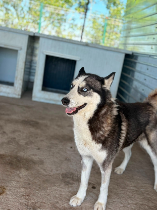 Adopter Emma