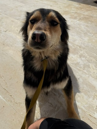 Adopter Katkout