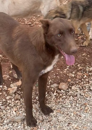 Adopter Stitch