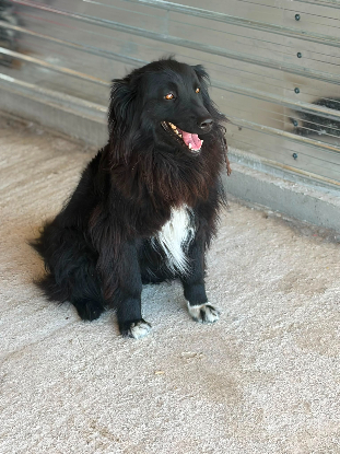 Adopter Lunna