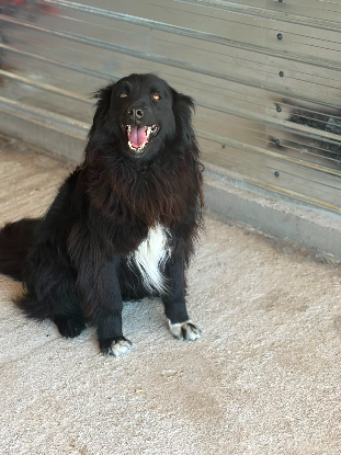 Adopter Lunna