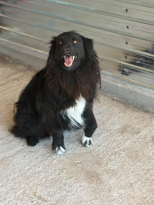 Adoption Lunna
