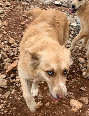 Adopter Lilo