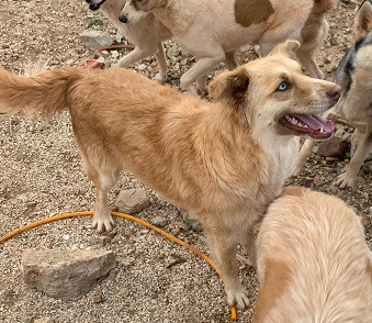 Adopter Lilo