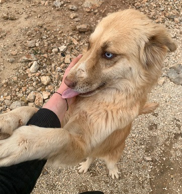 Adoption Lilo