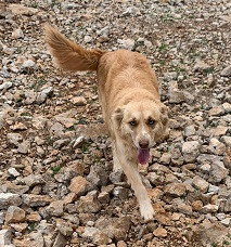 Adopter Lilo