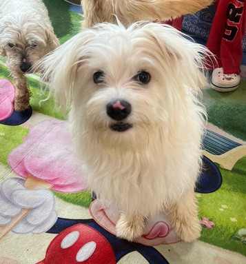 Adopter Tintin
