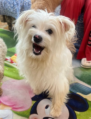 Adopter Tintin