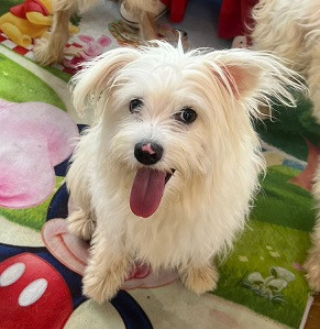 Adoption Tintin
