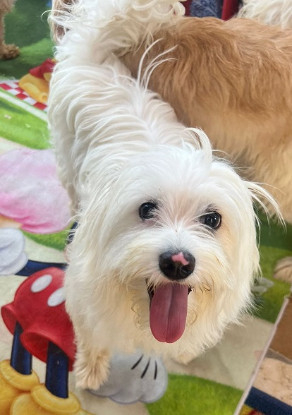 Adoption Tintin