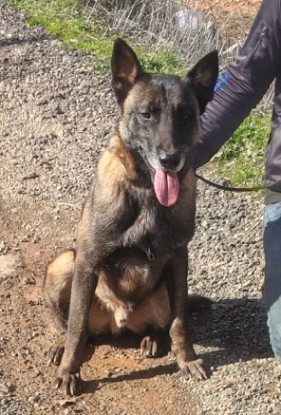 Adoption Zoro