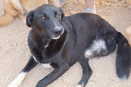 Adopter Happy