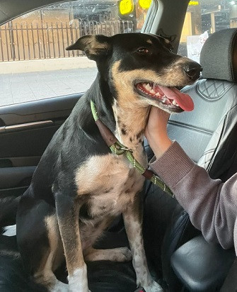 Adopter Donna
