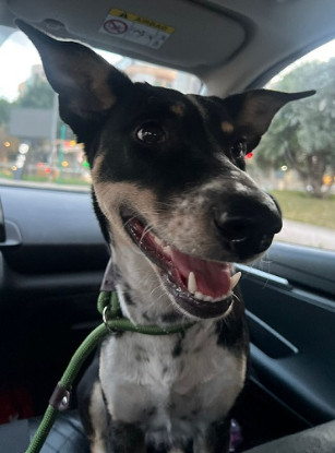 Adopter Donna