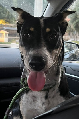 Adoption Donna
