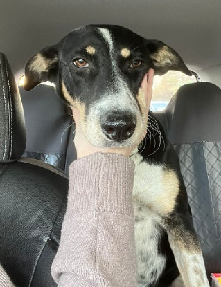 Adopter Donna