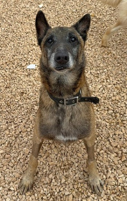 Adopter Noah