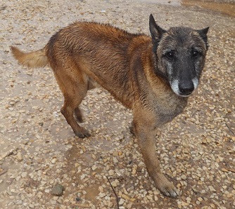 Adopter Noah