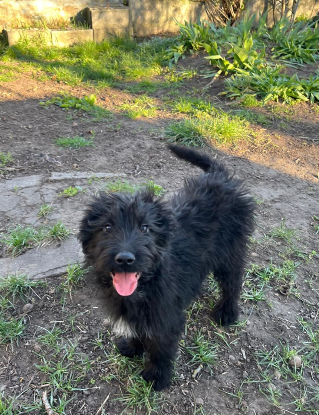 Adopter Smarty