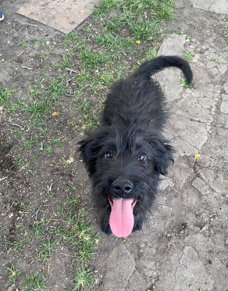 Adopter Smarty