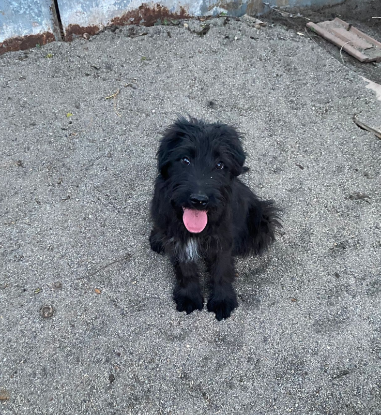 Adopter Smarty