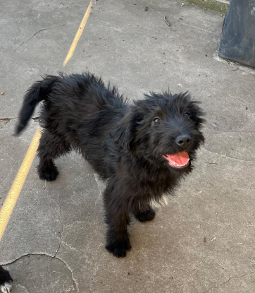 Adoption Smarty