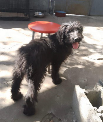 Adoption Smarty